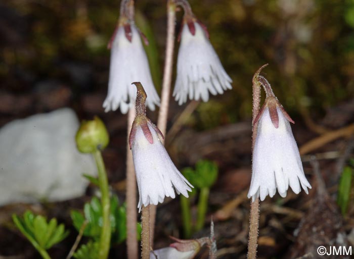 Soldanella minima