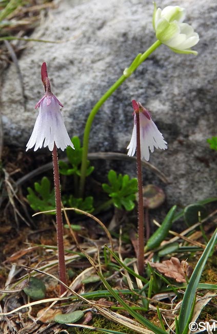 Soldanella minima & Ranunculus traunfellneri