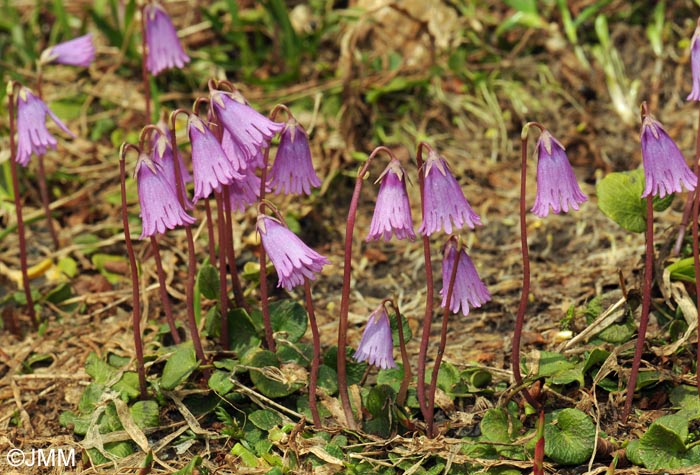 Soldanella pusilla