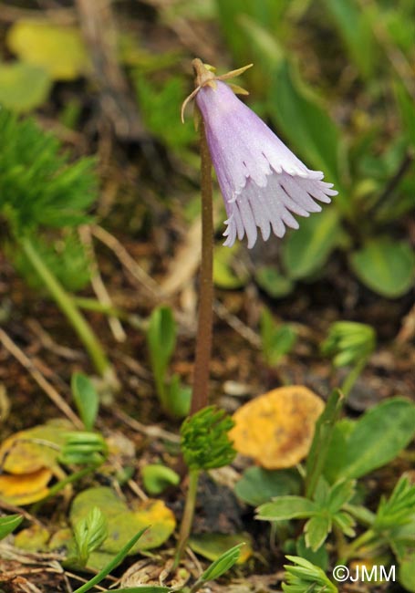 Soldanella pusilla