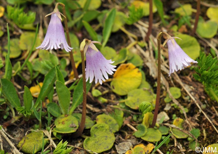 Soldanella pusilla