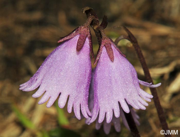 Soldanella pusilla