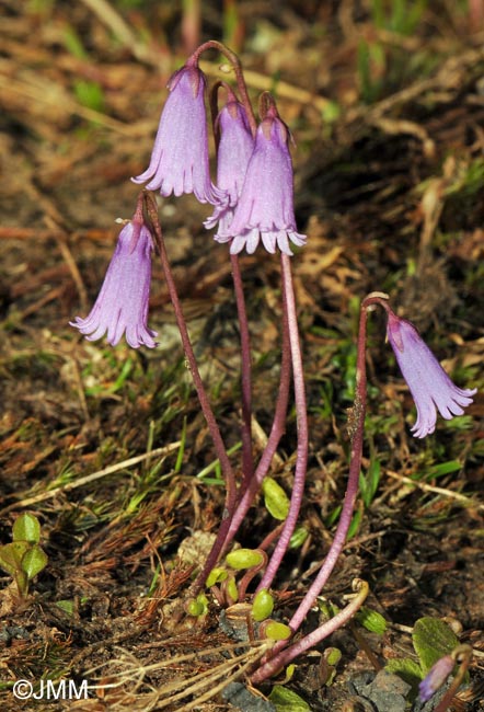 Soldanella pusilla