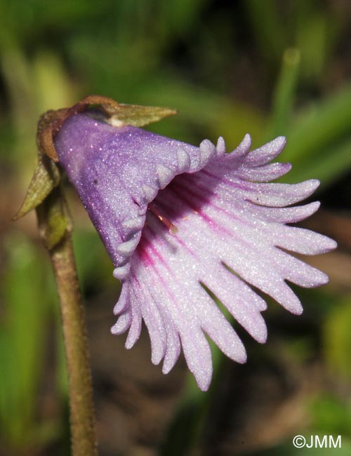 Soldanella pusilla