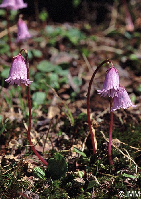 Soldanella pusilla