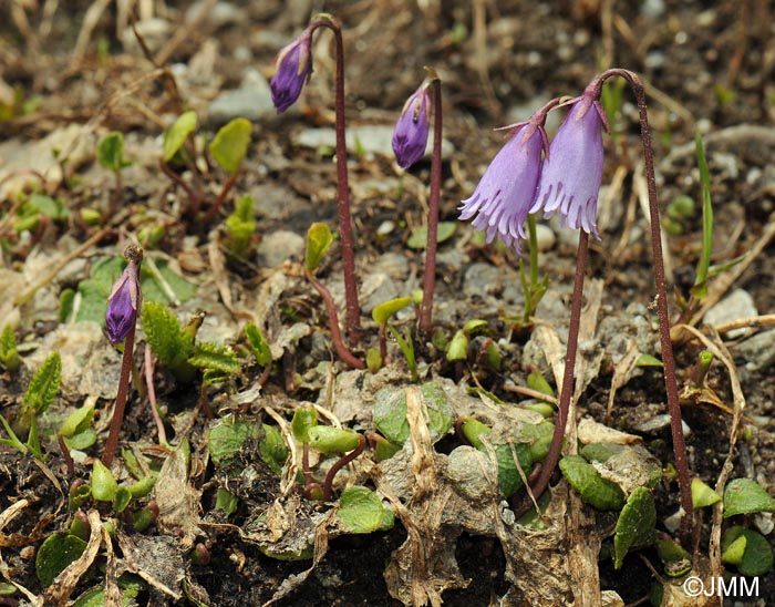 Soldanella pusilla