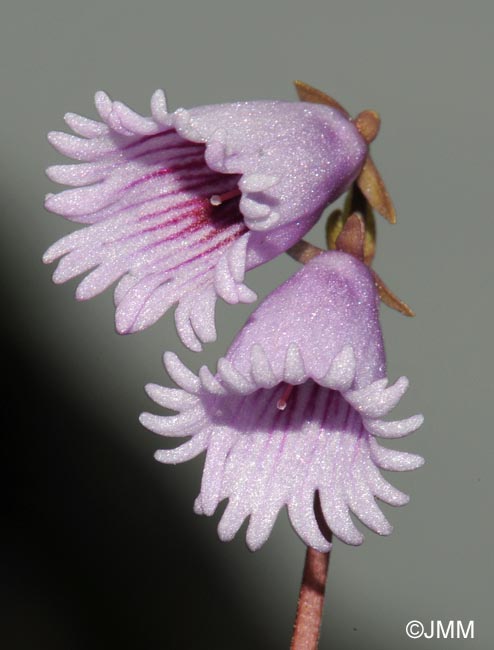 Soldanella pusilla