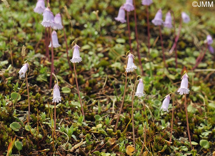 Soldanella pusilla