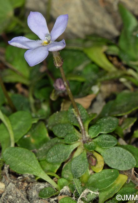 Solenopsis bivonae