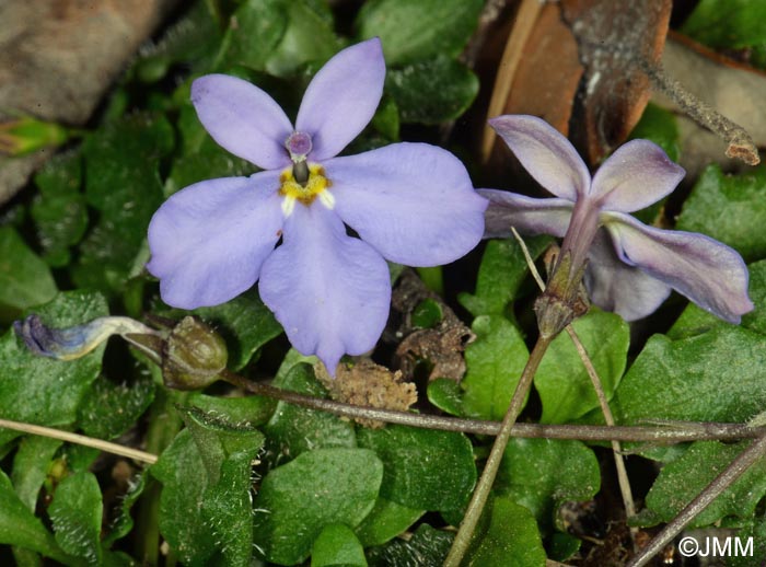 Solenopsis bivonae