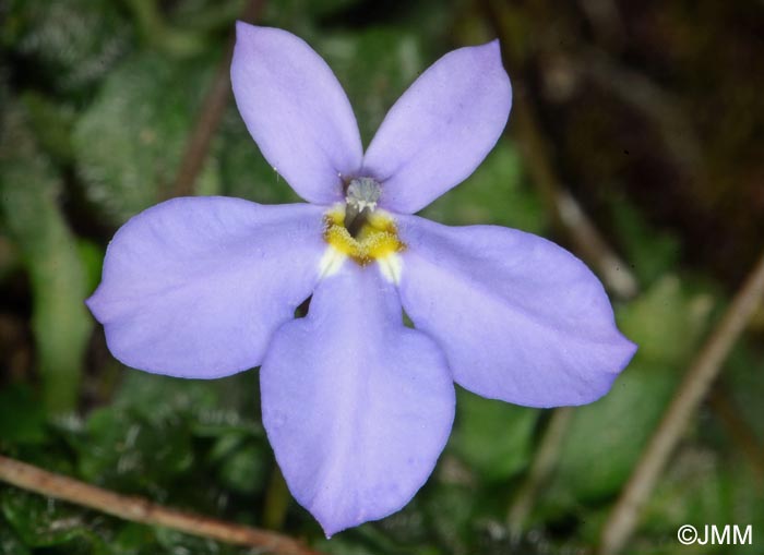 Solenopsis bivonae