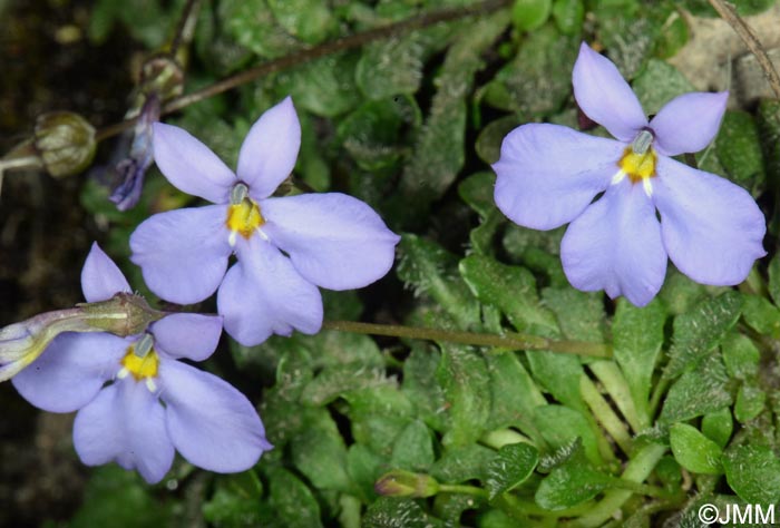 Solenopsis bivonae