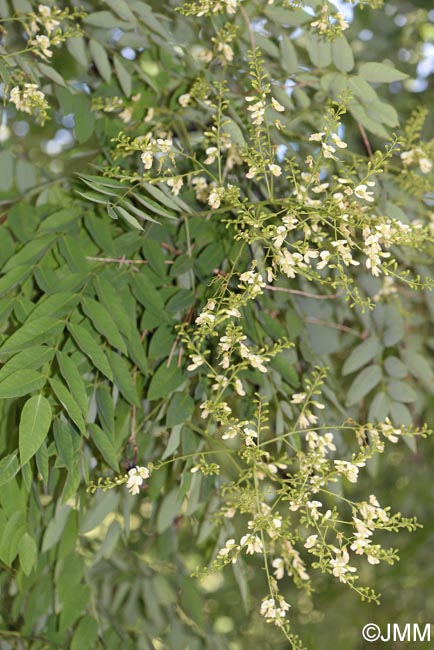 Sophora japonica