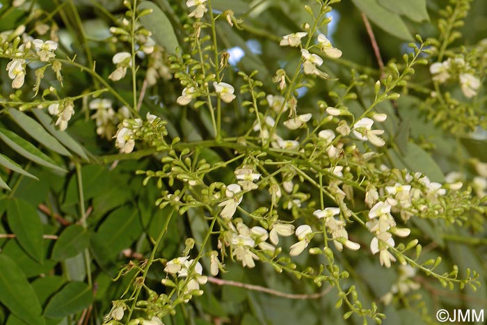 Sophora japonica