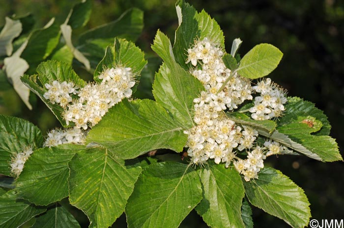 Sorbus aria