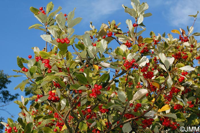 Sorbus aria