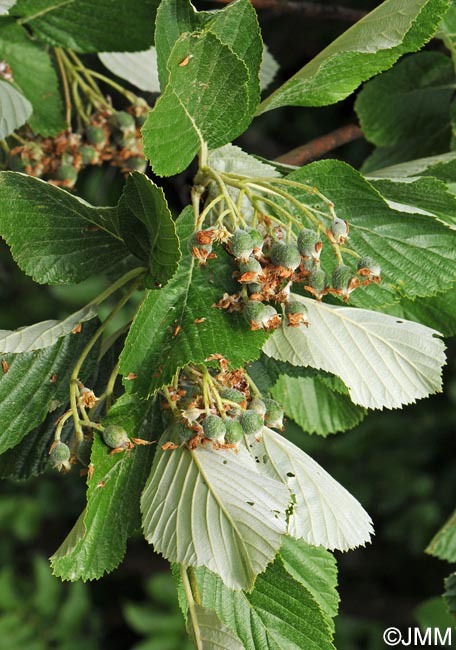 Sorbus aria