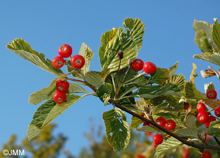 Sorbus aria