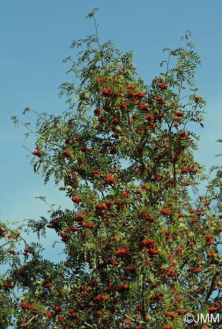 Sorbus aucuparia