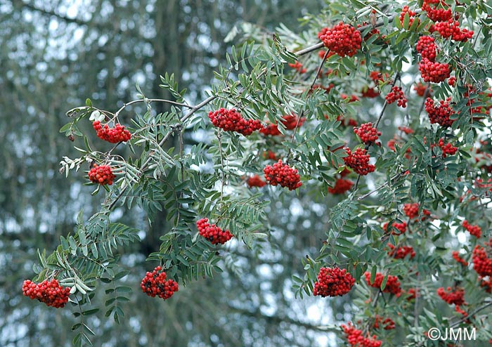 Sorbus aucuparia