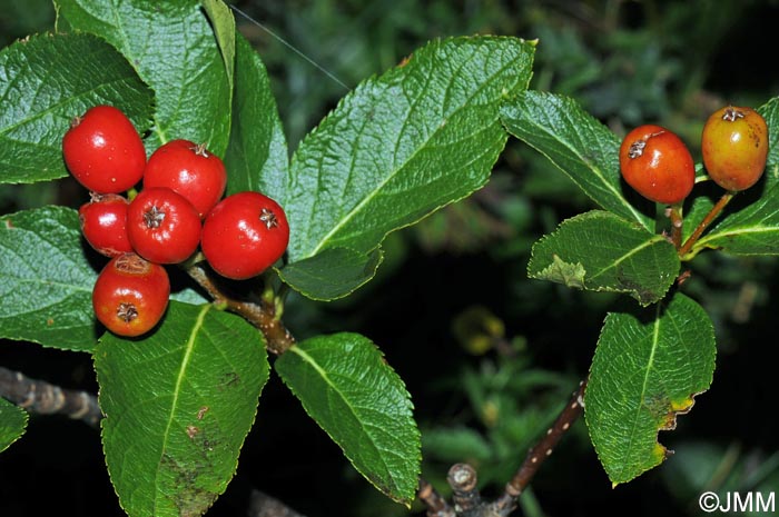 Sorbus chamaemespilus