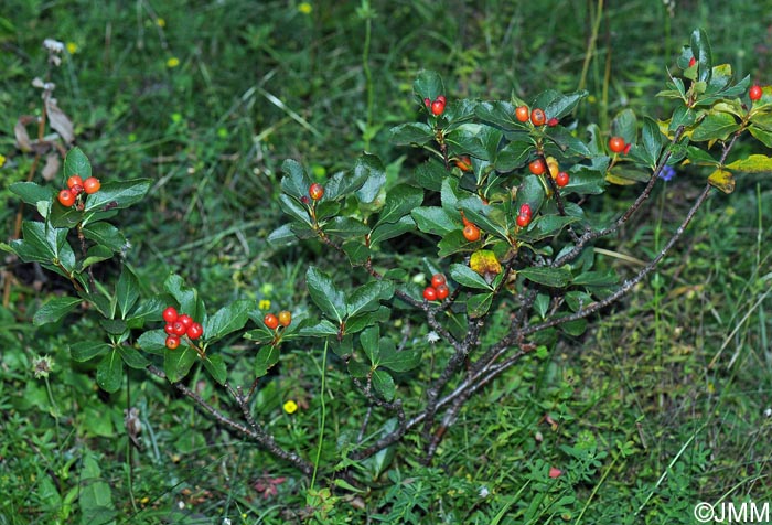 Sorbus chamaemespilus