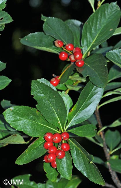 Sorbus chamaemespilus