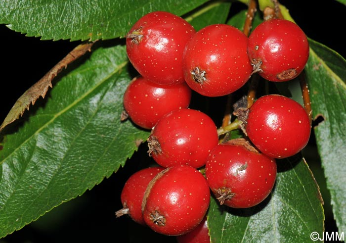 Sorbus chamaemespilus