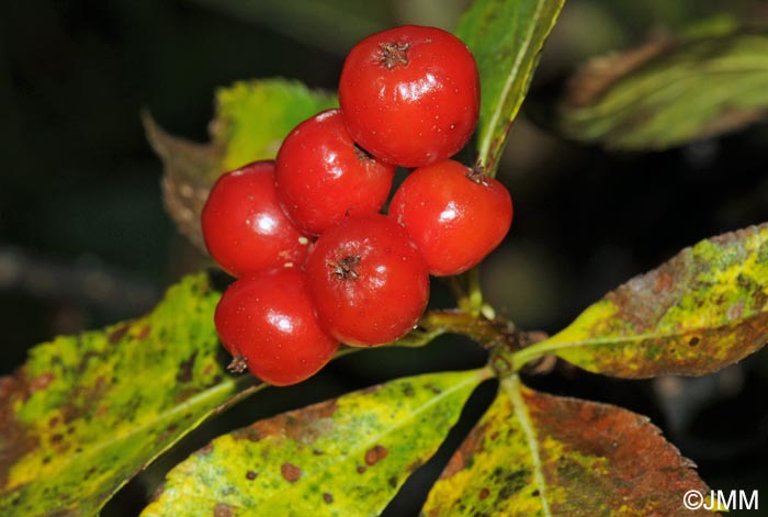 Sorbus chamaemespilus