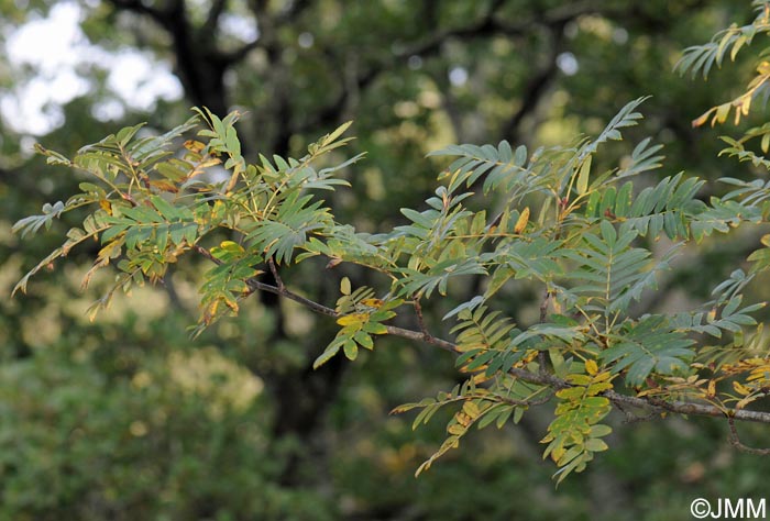 Sorbus domestica