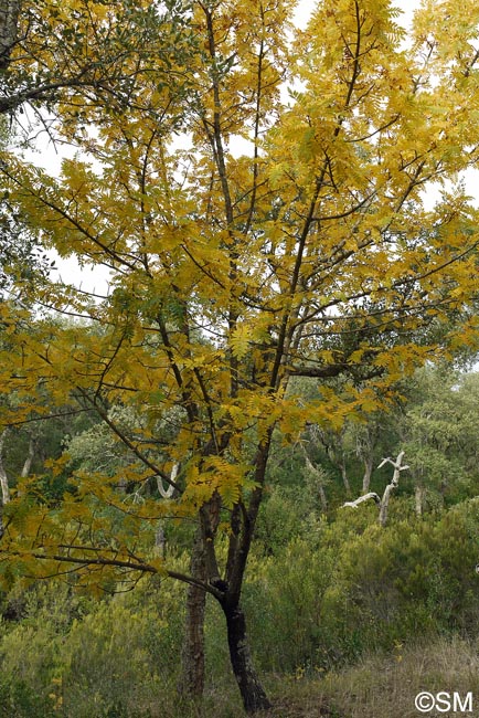 Sorbus domestica