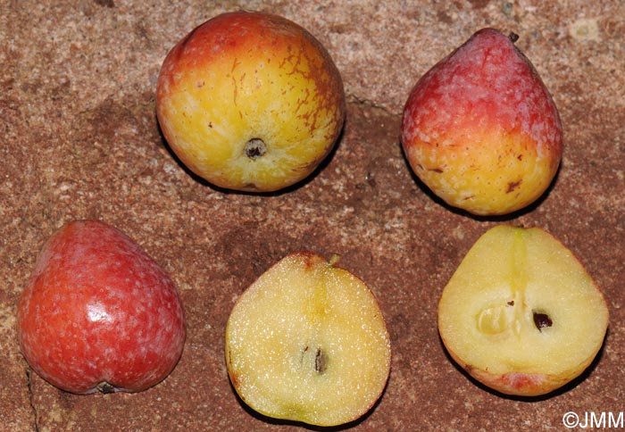 Sorbus domestica