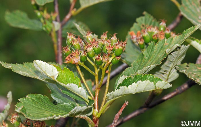 Sorbus mougeotii