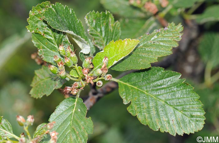 Sorbus mougeotii