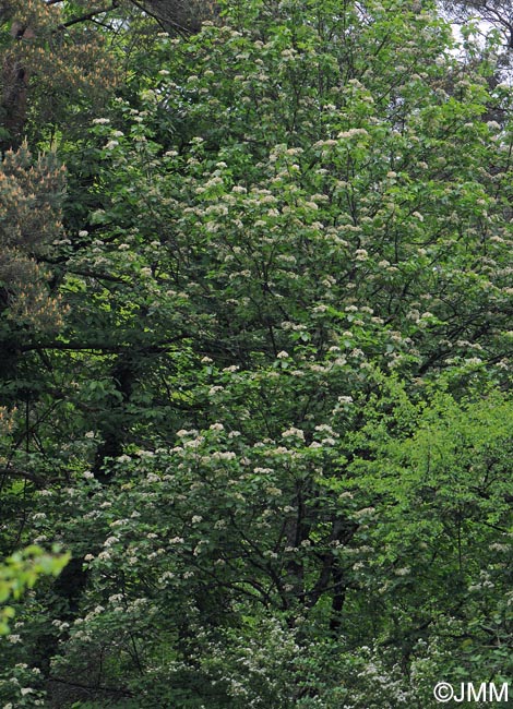 Sorbus torminalis