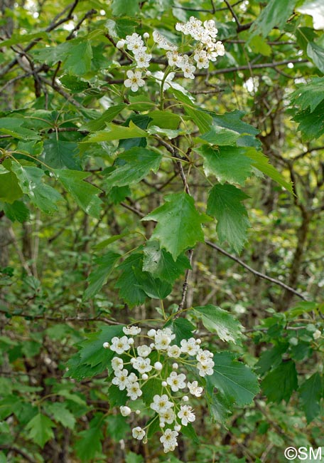 Sorbus torminalis