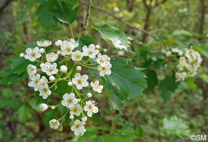 Sorbus torminalis