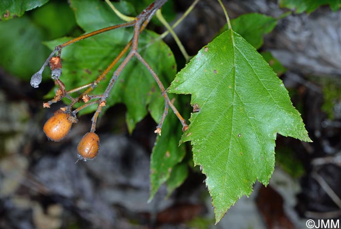 Sorbus torminalis