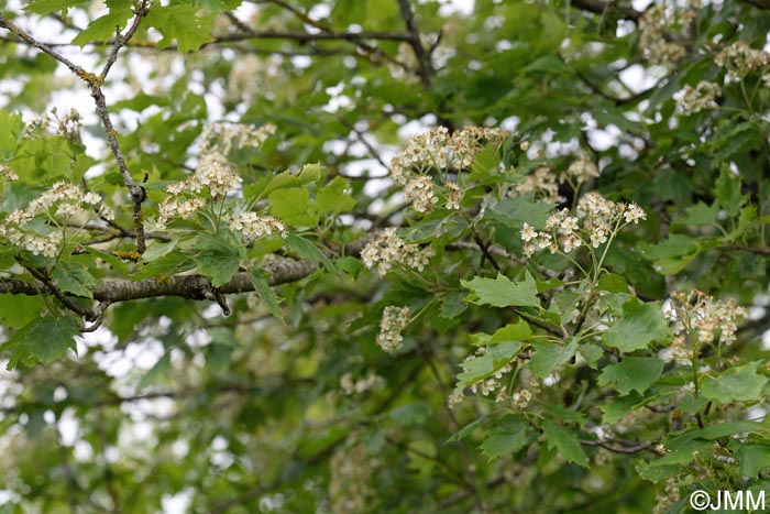 Sorbus torminalis