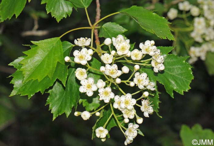 Sorbus torminalis