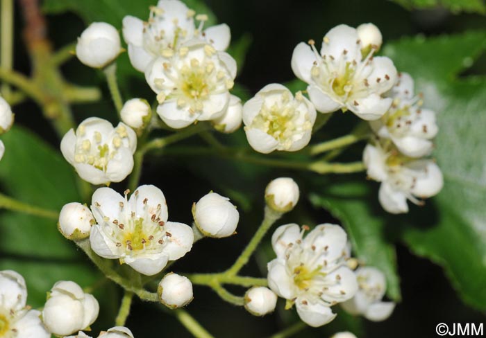 Sorbus torminalis