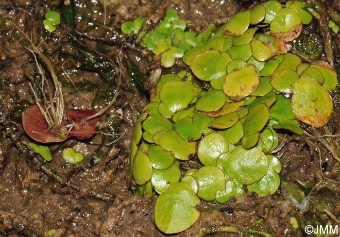 Spirodela polyrhiza = Lemna polyrhiza