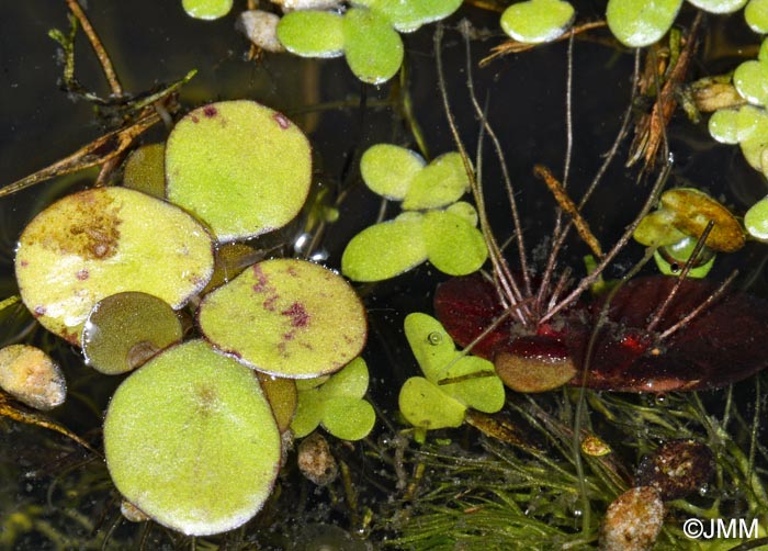 Spirodela polyrhiza & Lemna minor