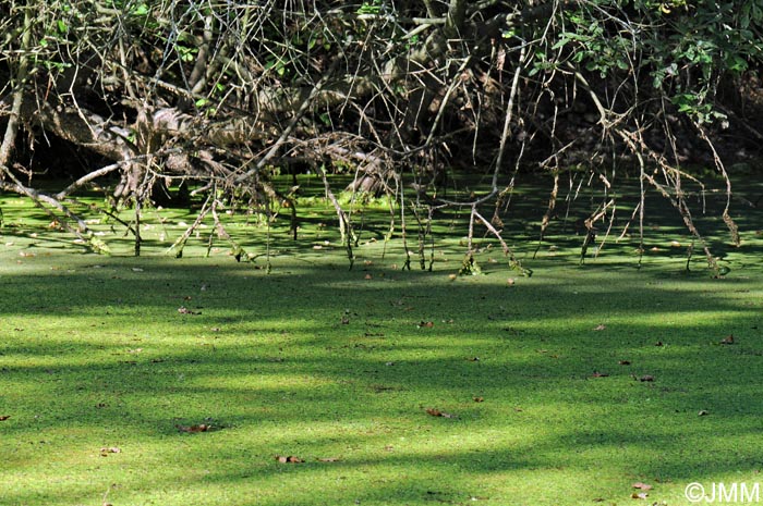 Spirodela polyrhiza = Lemna polyrhiza