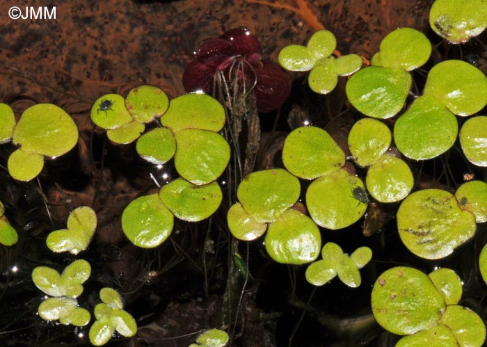 Spirodela polyrhiza & Lemna minuta