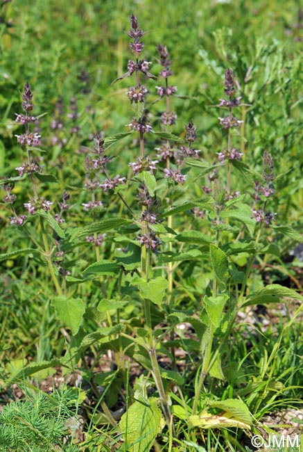 Stachys alpina