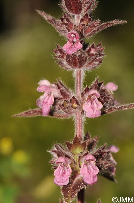 Stachys alpina