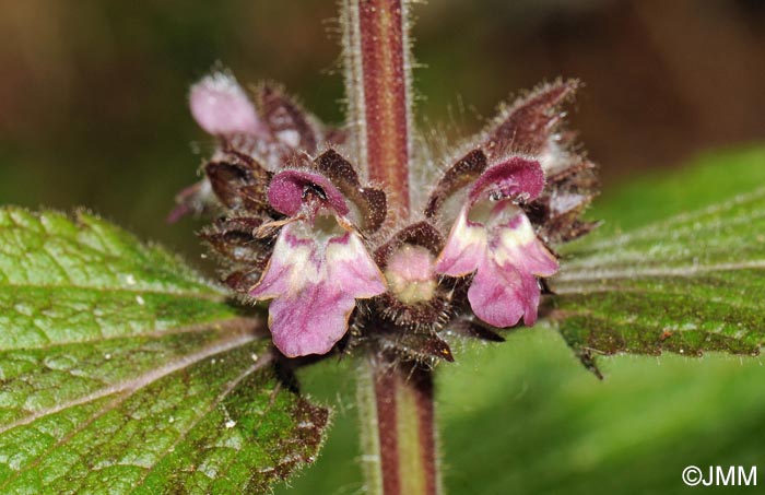 Stachys alpina