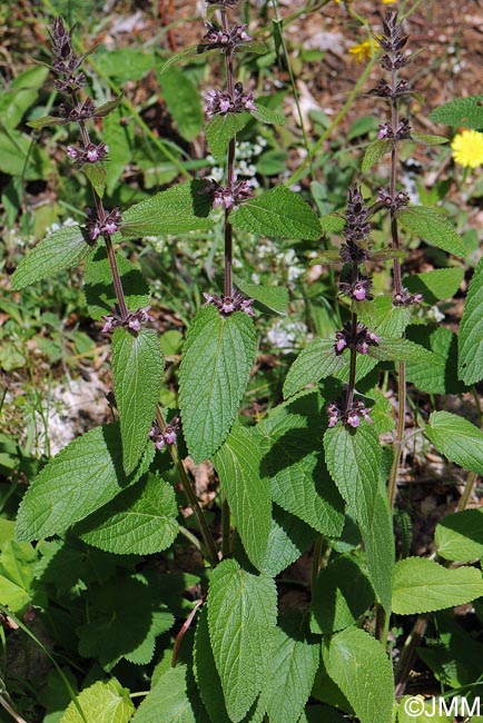 Stachys alpina