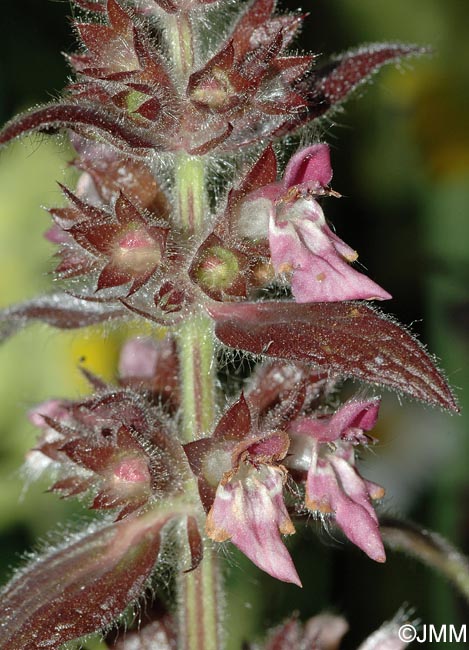 Stachys alpina